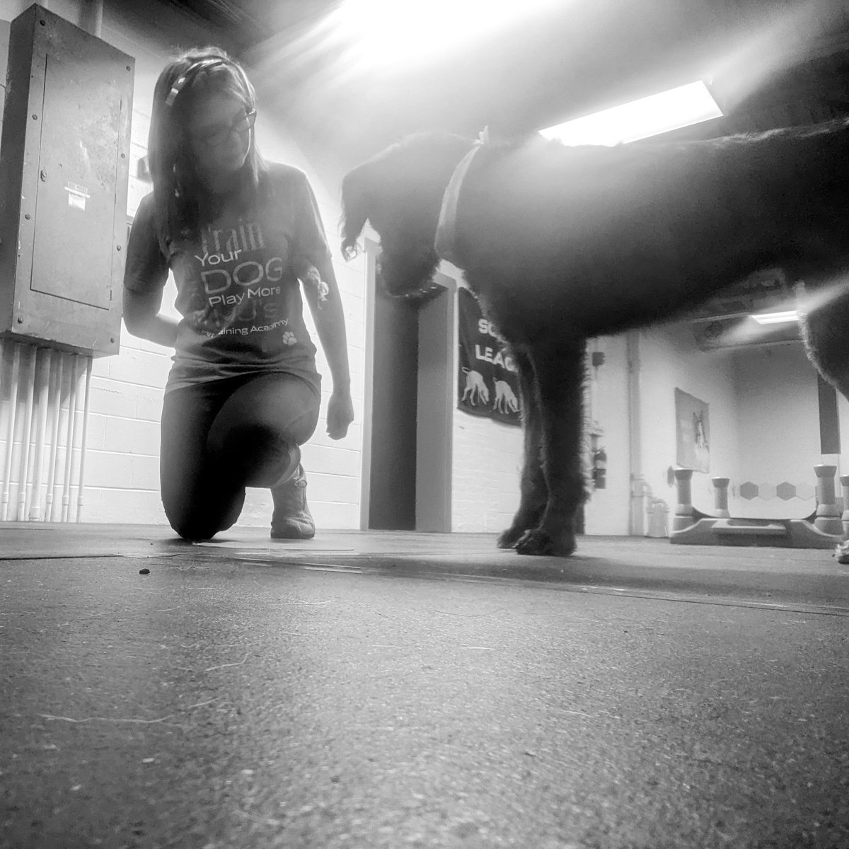 Train with focus and the dog will return that same level of focus. Don't let your mind become distracted while training. #dogtrainingtips #dogs