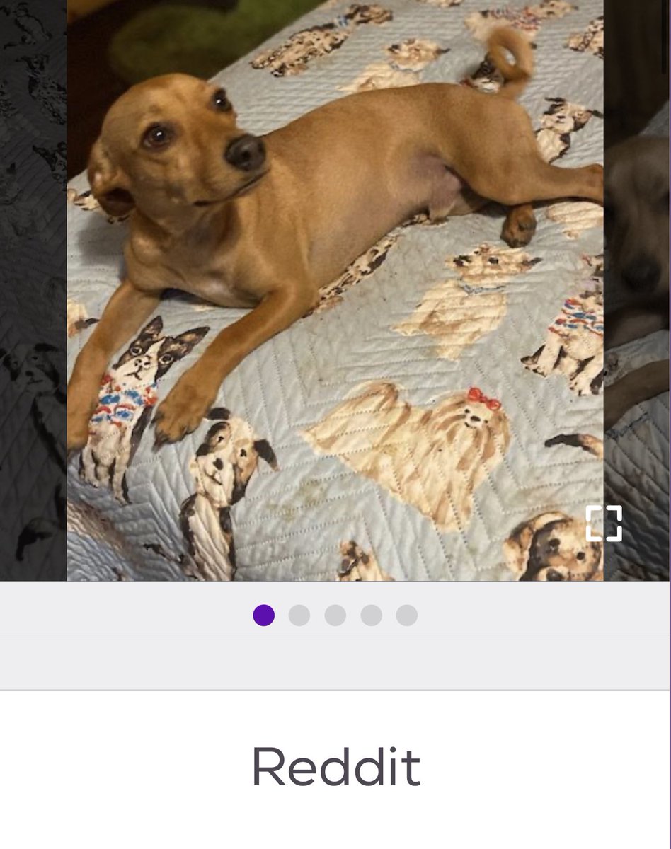 sophietexas on Twitter "holy shit reddit dog"