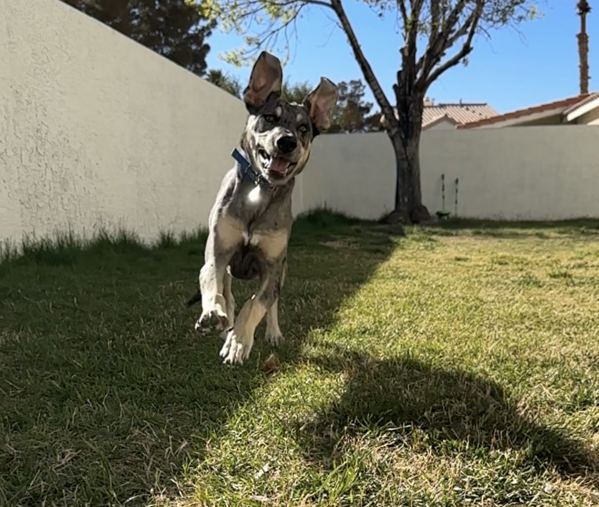 PixieDustVibes's tweet photo. If you see this QT with the most recent photo you took of your pet. https://t.co/73BC6Jw57O