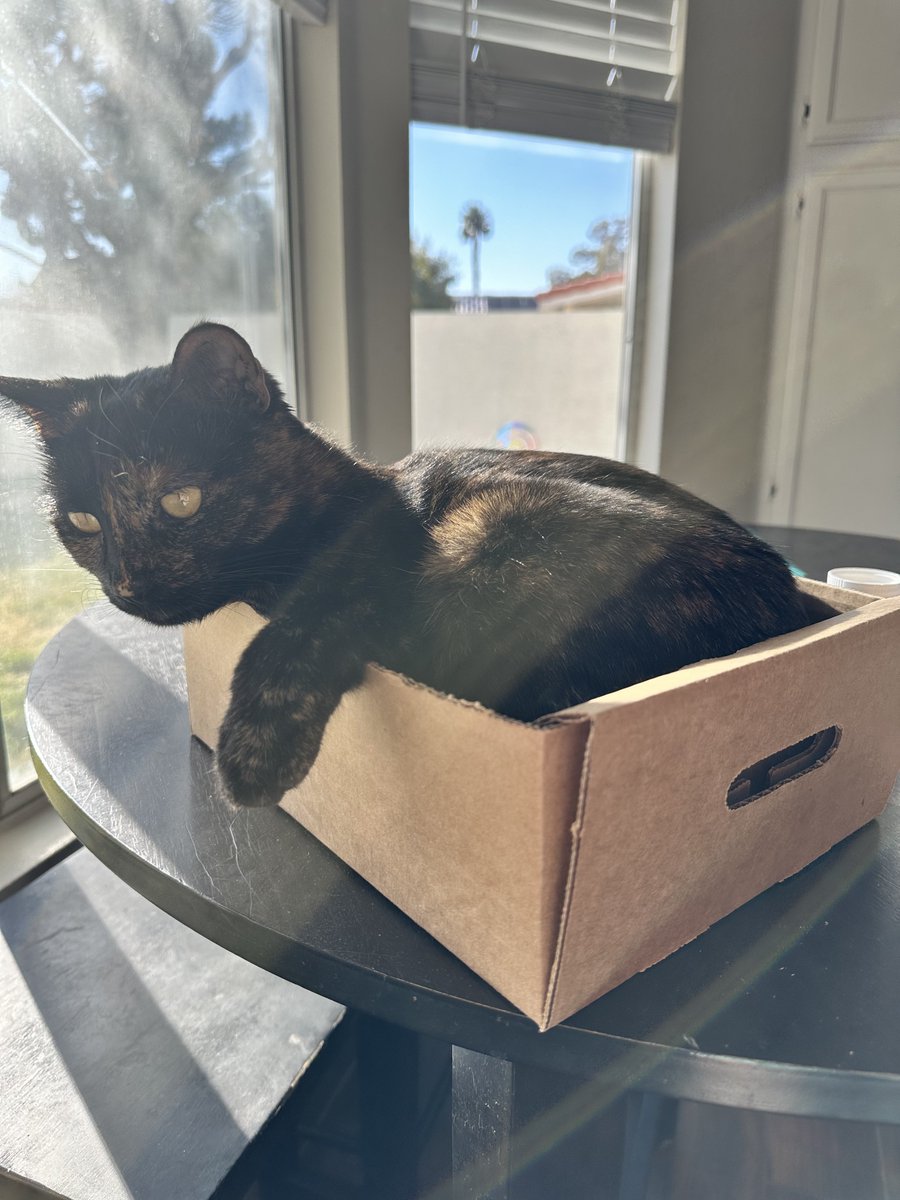 PixieDustVibes's tweet photo. If you see this QT with the most recent photo you took of your pet. https://t.co/73BC6Jw57O