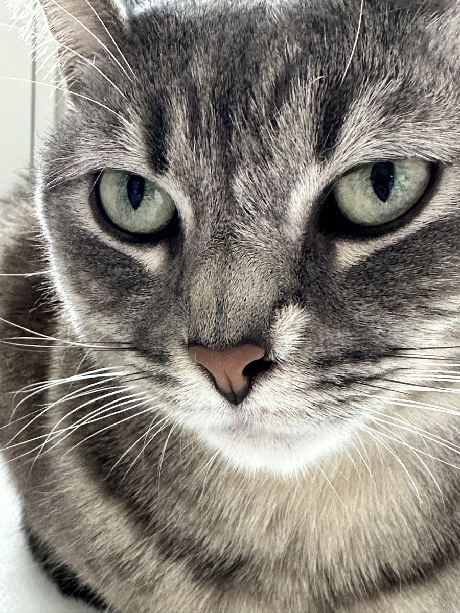 PixieDustVibes's tweet photo. If you see this QT with the most recent photo you took of your pet. https://t.co/73BC6Jw57O