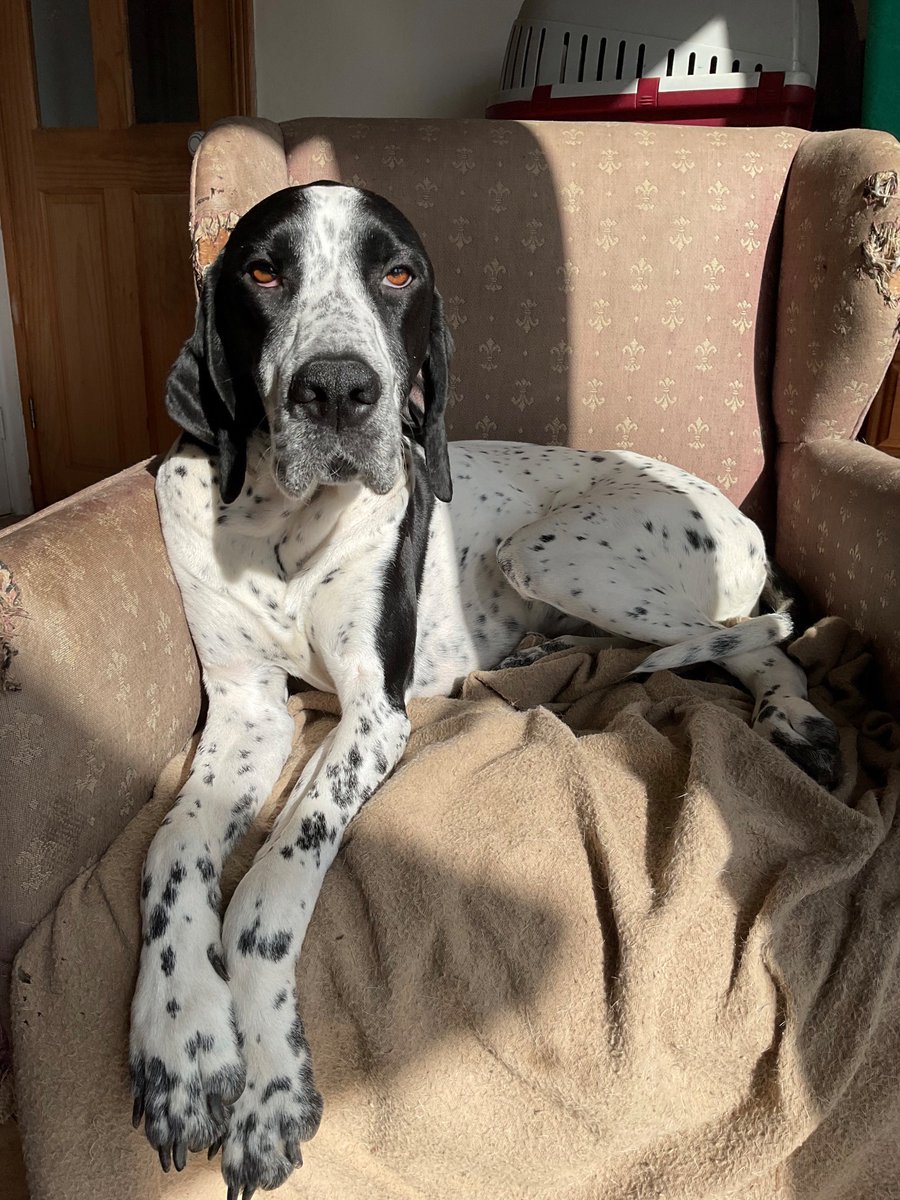 ArtyElk's tweet image. Well, apparently, Pippa is trending; I’ve told her, but she didn’t seem bothered at all… #Pippa #lovemydog #EnglishPointer #dogs #pets #petportrait #artist #cornwallhour