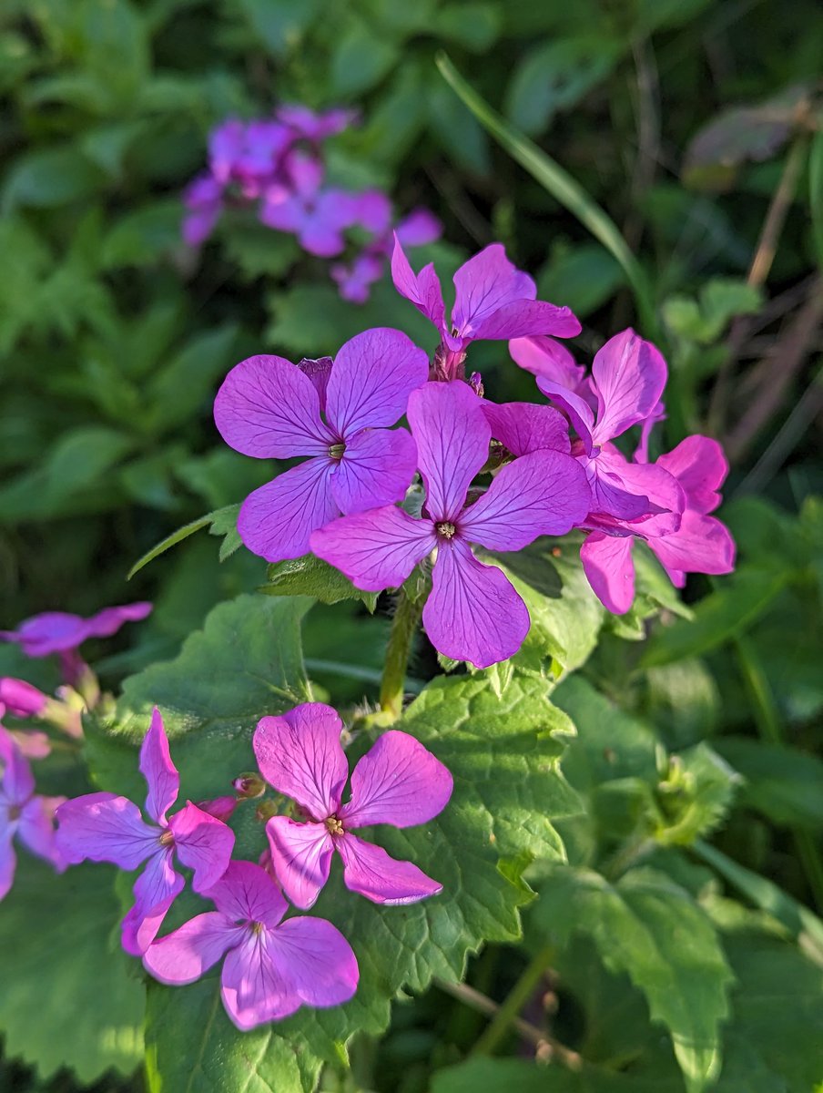 Captured some wonderful Honesty on a woodland trek in the #MendipHills
#WildflowerHour  🌿💜🌿 🙂👍