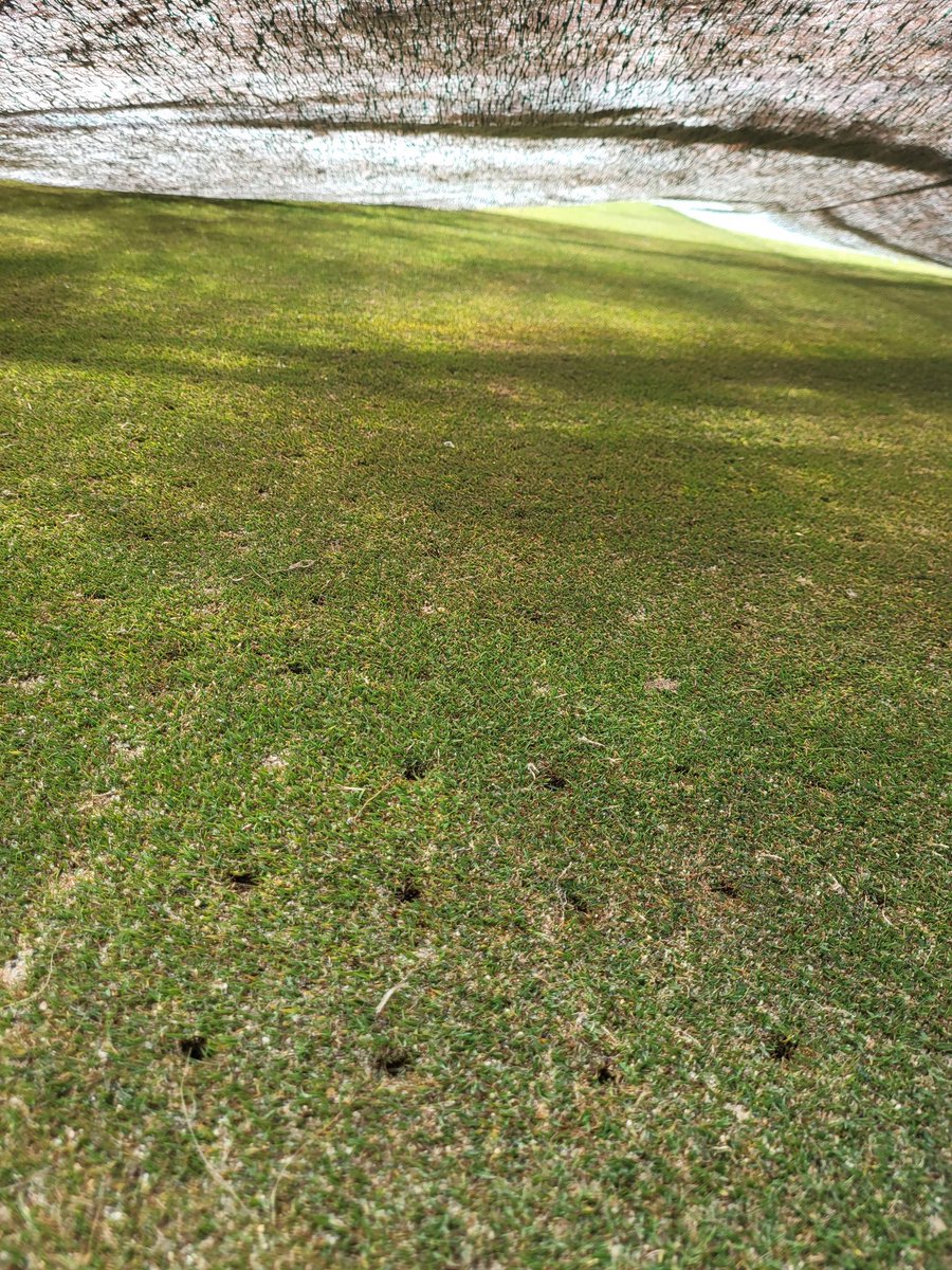 First peek under 7 green, always nice to see green grass!