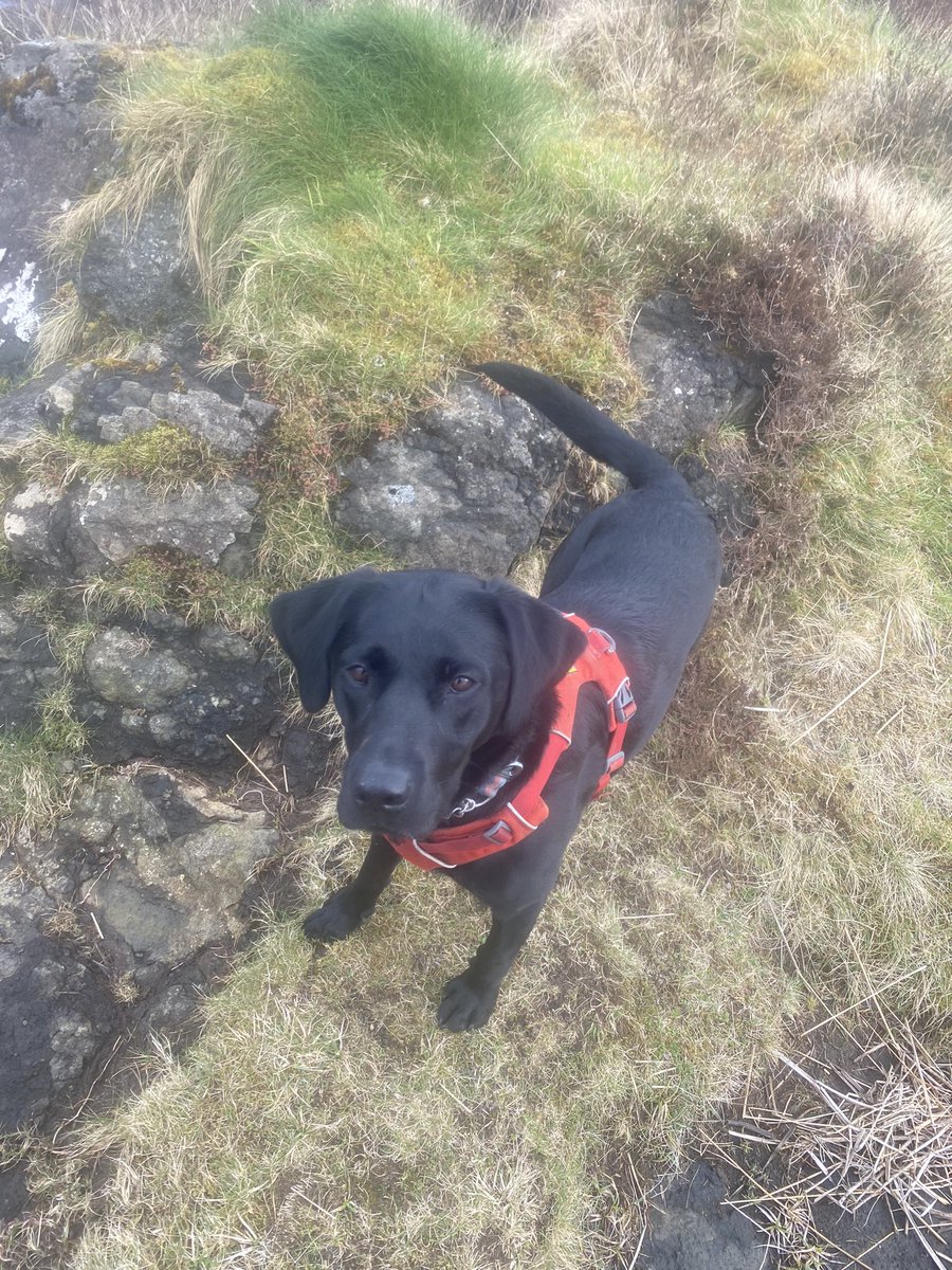 henriette88's tweet photo. Enjoying a trip to the rock pools with Juna our Labrador #waterdog #labradorfun #westcoastlife https://t.co/e2huKuW87D