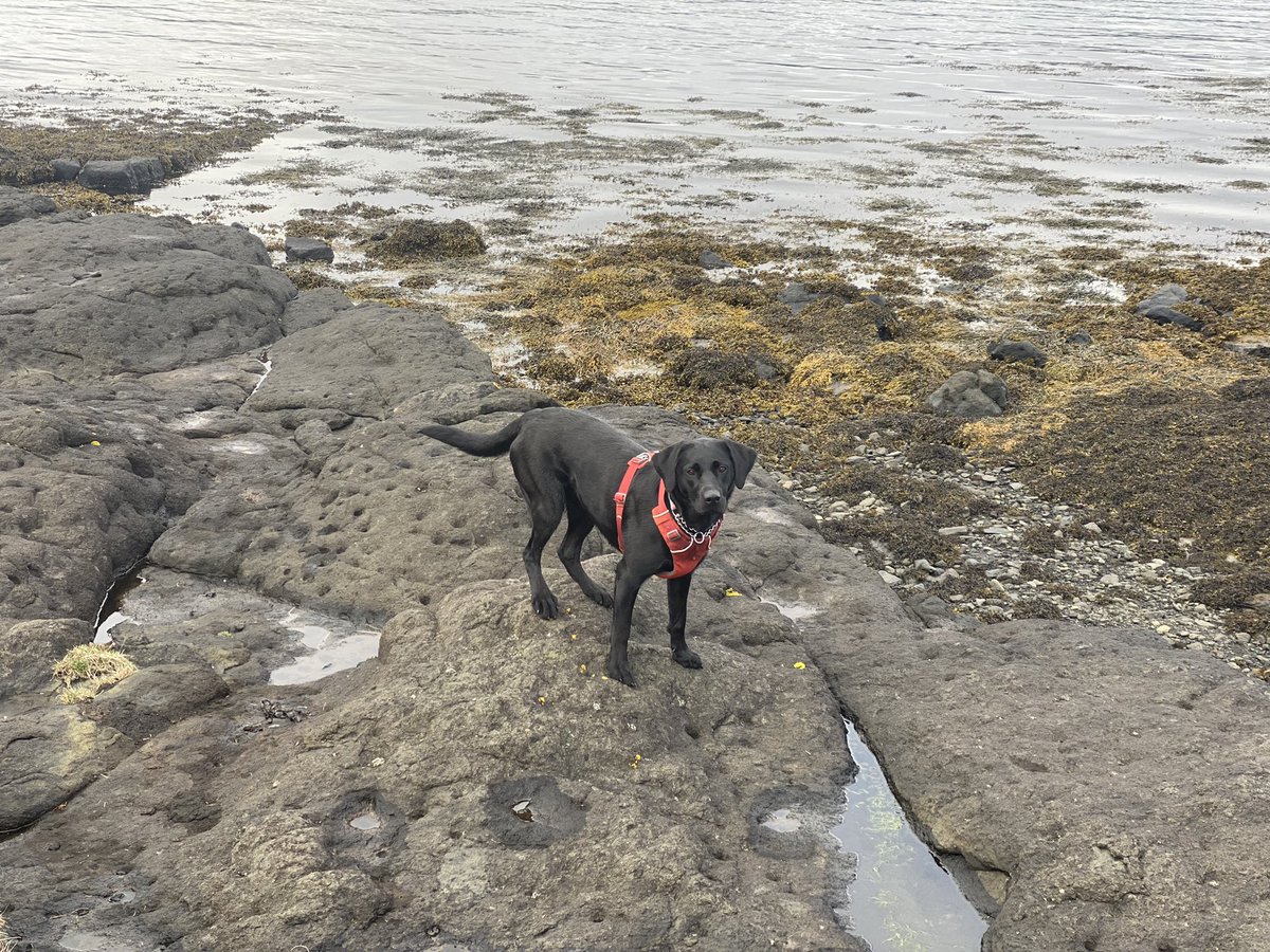 henriette88's tweet photo. Enjoying a trip to the rock pools with Juna our Labrador #waterdog #labradorfun #westcoastlife https://t.co/e2huKuW87D