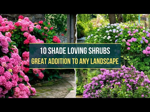 10 Shade Loving #Shrubs That ...
 
#AutumnGarden #BorderPlant #ClausDalby #CreeksideNursery #FloweringShrubs
 
allforgardening.com/444309/10-shad…