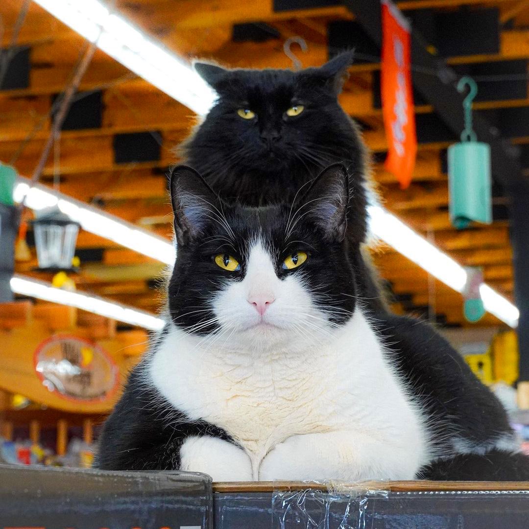 Bodega Cats (@bodegacats_) on Twitter photo 