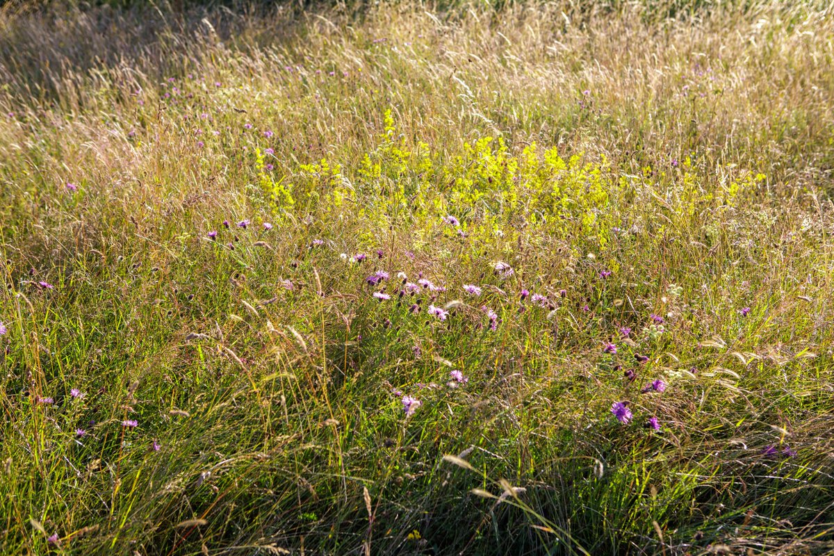 Long Mead tweet media