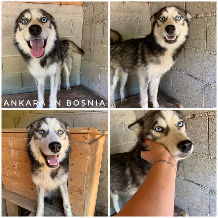 prijedoremergen's tweet photo. 1 foto Ankara in Bosnia nel ns rifugio salvata dalla morte
2 foto in pensione a Milano dove è stata scelta 
Ankara OGGI! Che si dispera piangendo e non mangia da quando quella famiglia che aveva promesso amore l'ha  rinchiusa di nuovo dietro a delle grate
https://t.co/4E9zSco021 https://t.co/JClSzFlwvE