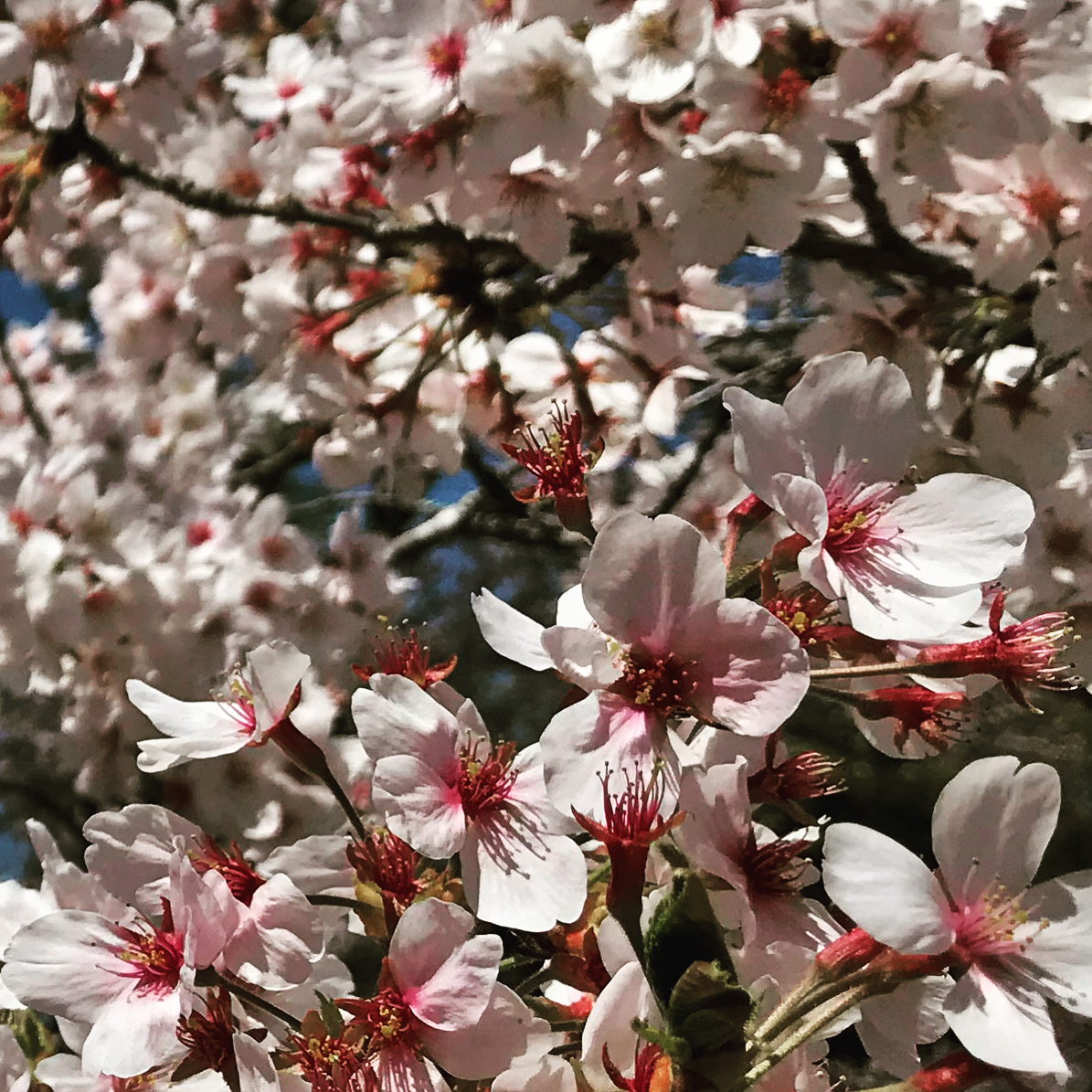 SFUCED's tweet photo. "The best time to plant a tree was 20 years ago. The second best time is now.โ
Invest in yourself with our CED Certificate Program. And let us help you plant those ideas today.
#communityeconomicdevelopment #economicdevelopment #placemaking #cherryblossoms #janeswalk https://t.co/AencStOYWG