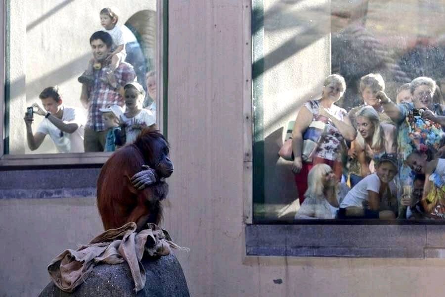 hayvanat bahçeleri niçin kapatılmalı?