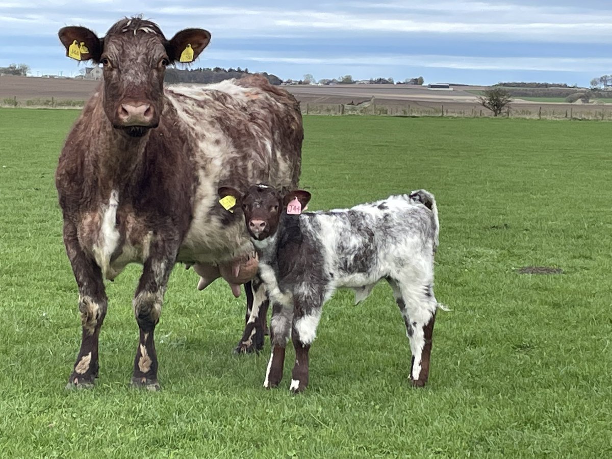 FearnFarm's tweet photo. This pair caught my eye this evening. #beefshorthorn #nativebeef https://t.co/wMKmq182gr
