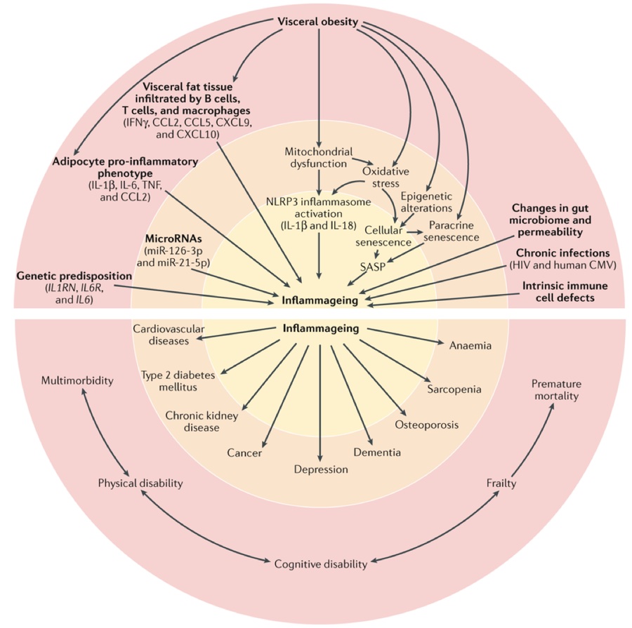 Inflammageing: chronic inflammation in ageing, cardiovascular disease, and frailty (2018) ncbi.nlm.nih.gov/pmc/articles/P… @NatRevCardiol