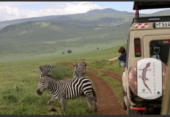 AgamaTours's tweet photo. #travelphotographer #wild #tour 

What are the things that make every Tanzanian proud?

 1.We have Africa's highest mountain and World's highest free standing mountain that's Mount Kilimanjaro. 
2.Tanzania is the most peaceful country in East Africa and nineth in Africa https://t.co/u6OOnWUYb7