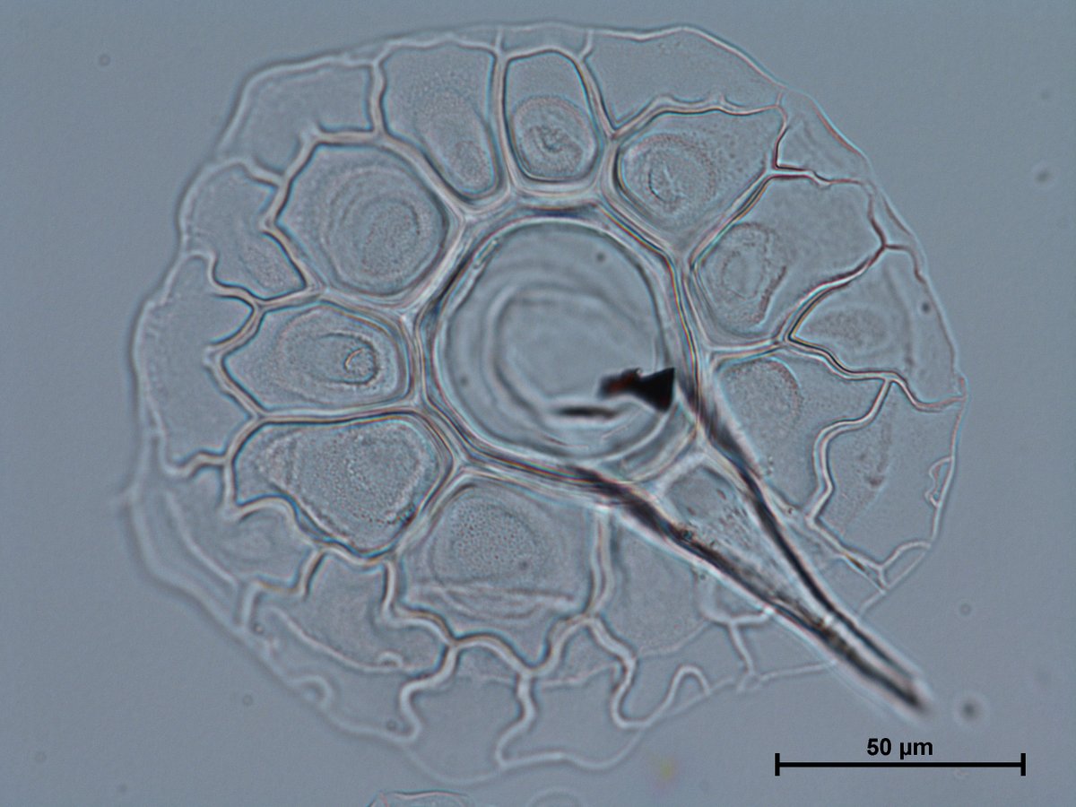 Inventorying some phytolith images on a Sunday evening. Some are truly mesmerising, even if it is just a hair with epidermal cells, like this one from Forget Me Not (Myosotis scorpioides). Looking forward to share this image dataset with the phytolith community soon! #phytoliths