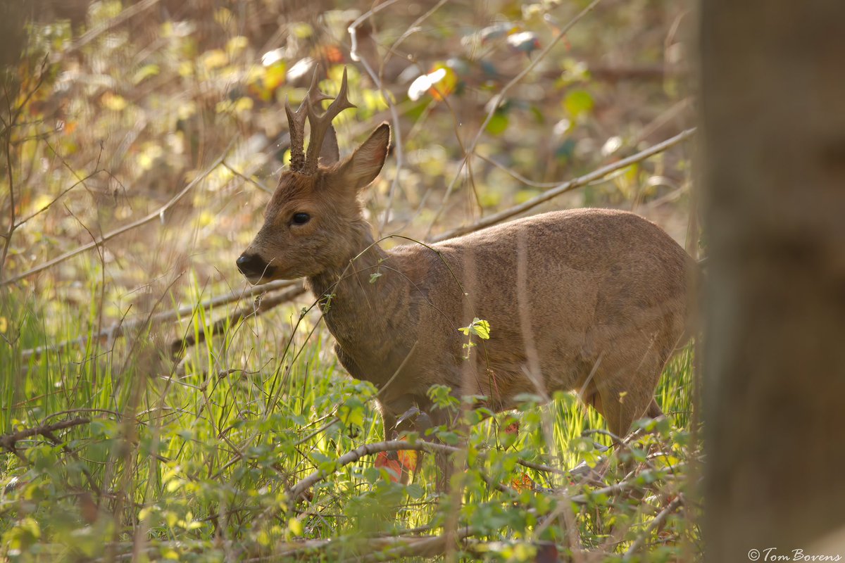 TomBovens's tweet image. Reebok #noadd #geenreclame #draaggerustnike #ofadidas