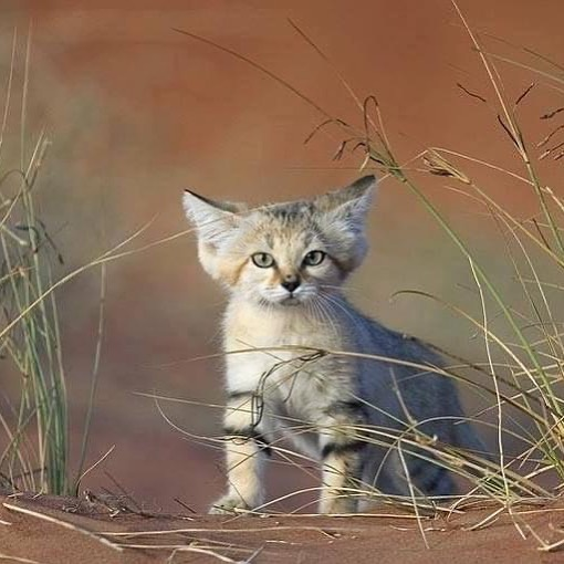 This is a wild sand cat, a small, solitary cat native to deserts in Africa and Asia. Superbly adapted to life in the desert, they can live without water, run on shifting sand and detect prey underground.
Pic. by conservation #wildographer Xavier Eichake