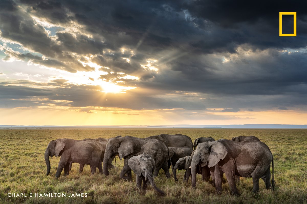 NatGeoTravel's tweet photo. An elephant herd grazes at sunset in Masai Mara National Reserve, Kenya. https://t.co/3DsWAPfPxv