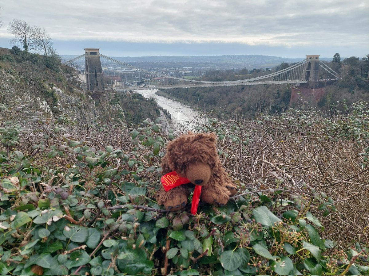 AdventuresOfBear tweet media