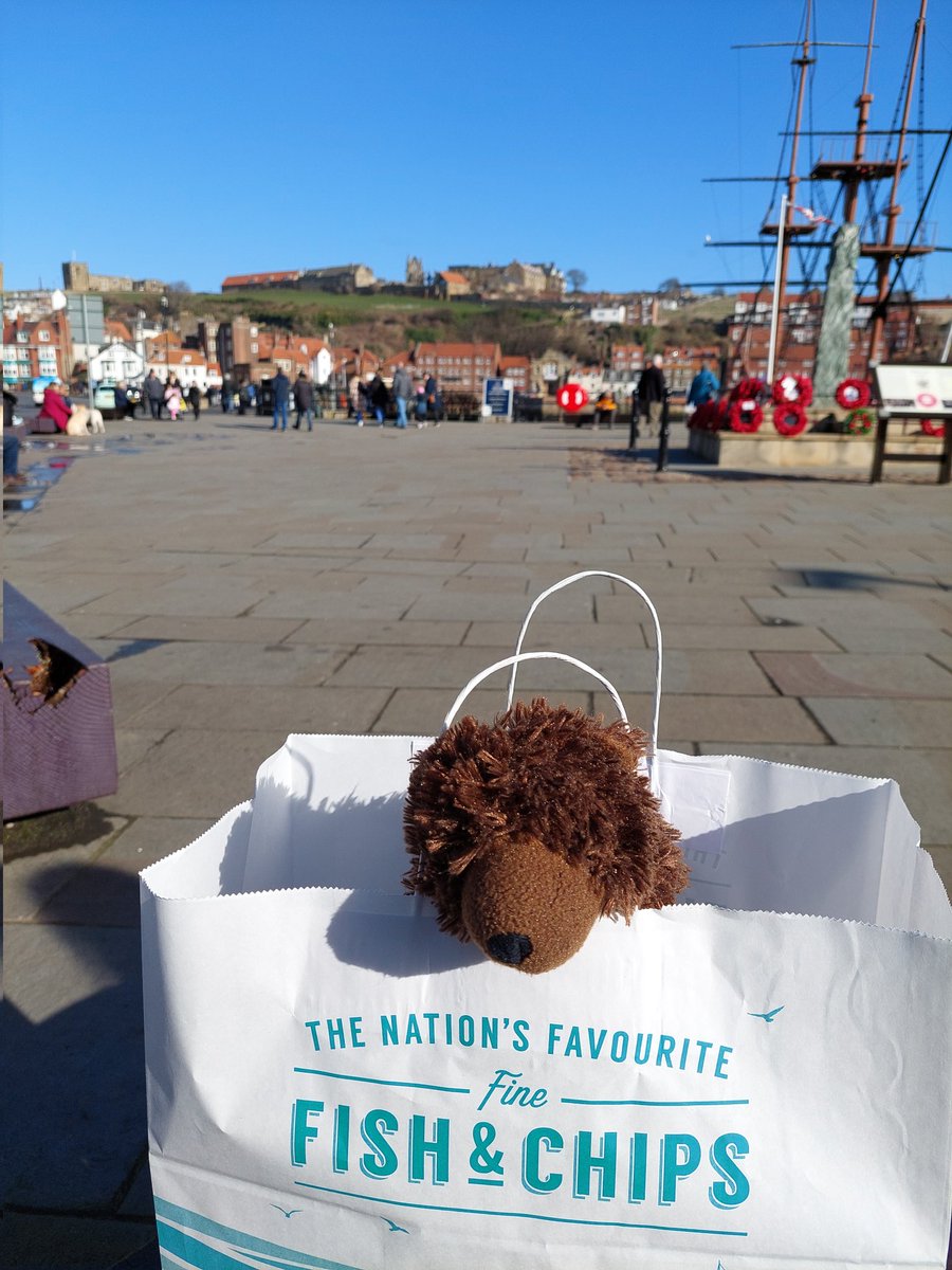 AdventuresOfBear tweet media