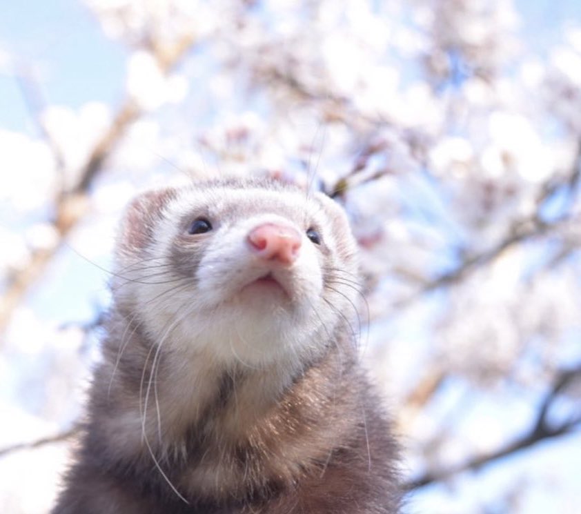 hyunjin as ferrets (@hyunieferrets) on Twitter photo 