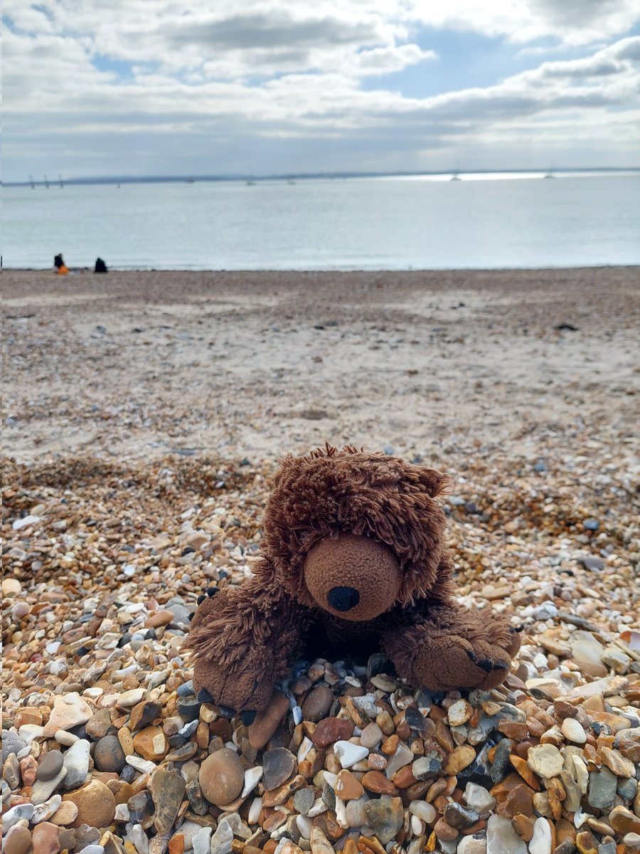 AdventuresOfBear tweet media