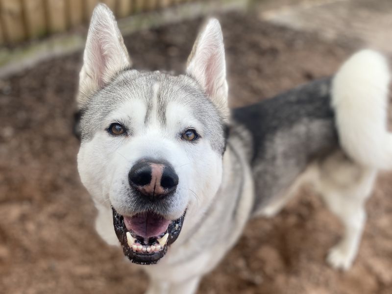 AdoptionsUk's tweet image. Please retweet to help Gizmo find a home #LOUGHBOROUGH #UK     
Lots of love to give, adventure buddy' Husky aged 4.   He can live with older teens as the only pet in the home.    
DETAILS or APPLY dogstrust.org.uk/rehoming/dogs/… #Huskies #Husky #dogS