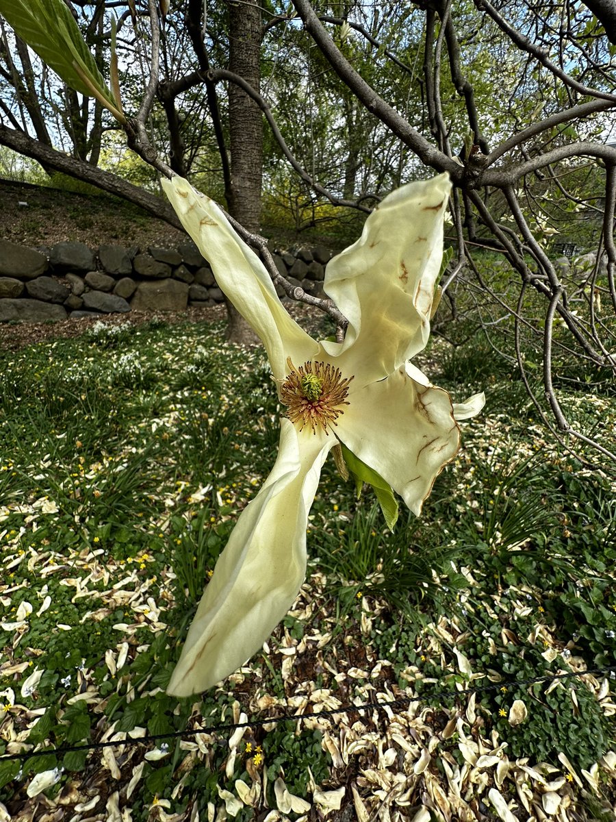 Yellow Magnolia, past its prime but still breathtaking. #brooklynbotanicgarden