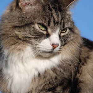 🎩🖤🌸 Rach on Twitter: "🧵#9 perhaps your cat *looks* like the most