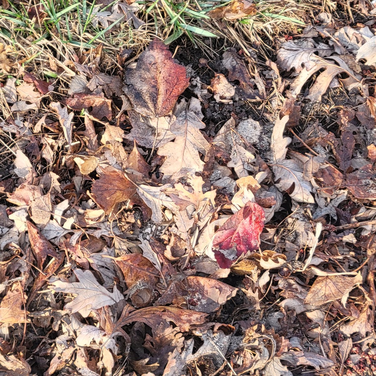 Beautiful fall colors still here in the spring. Amazing!