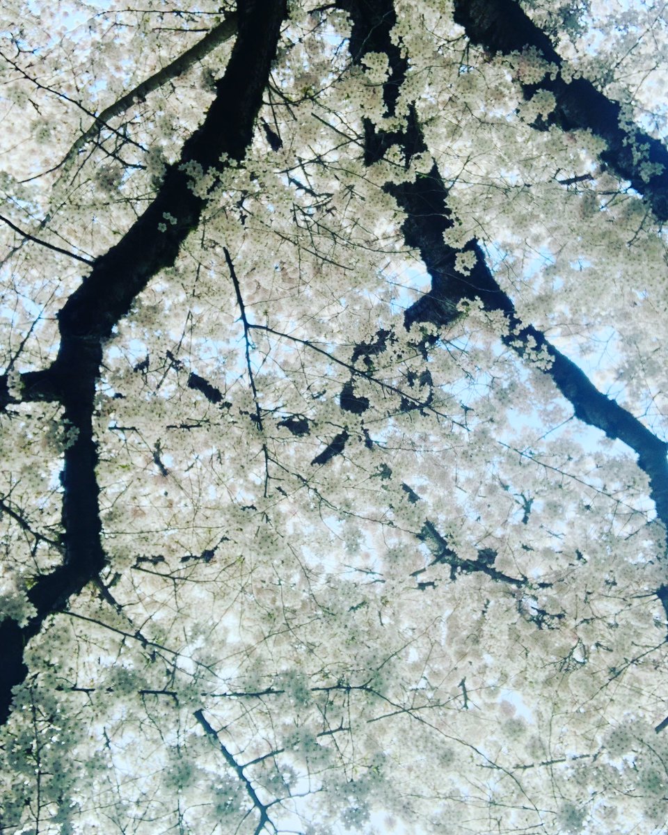 The cherry blossoms are here 😍🌸 #UWcherryblossoms <a href="/uwcherryblossom/">UW Cherry Blossoms</a>