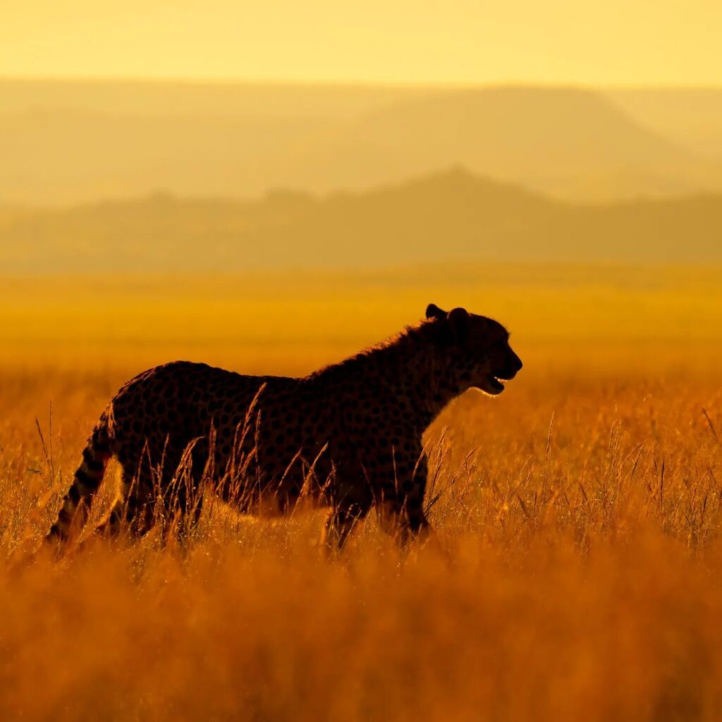 Follow the sun ☀

#shannonwild #cheetah #africa #wildlife #silhouette #golden #southafrica #bigcat