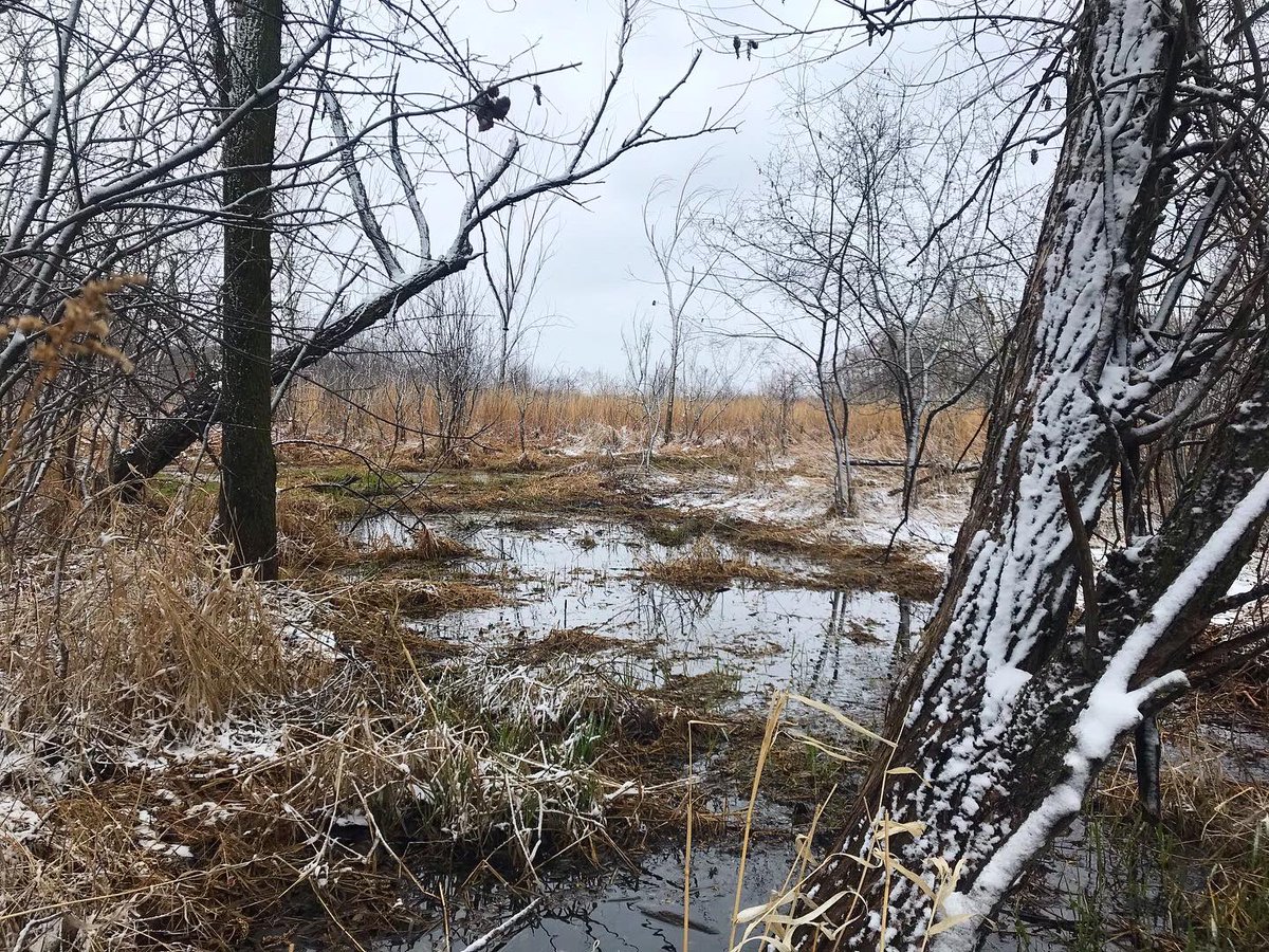 Ignisfox1's tweet image. Kinda feeling bummed about it being 90f three days ago…
Now it’s 32f but feels like mid 20s with the wind
#Minnesota #minnesotalife #mnspring #springtime #dailywalk