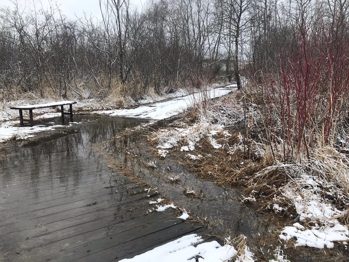 Ignisfox1's tweet image. Kinda feeling bummed about it being 90f three days ago…
Now it’s 32f but feels like mid 20s with the wind
#Minnesota #minnesotalife #mnspring #springtime #dailywalk