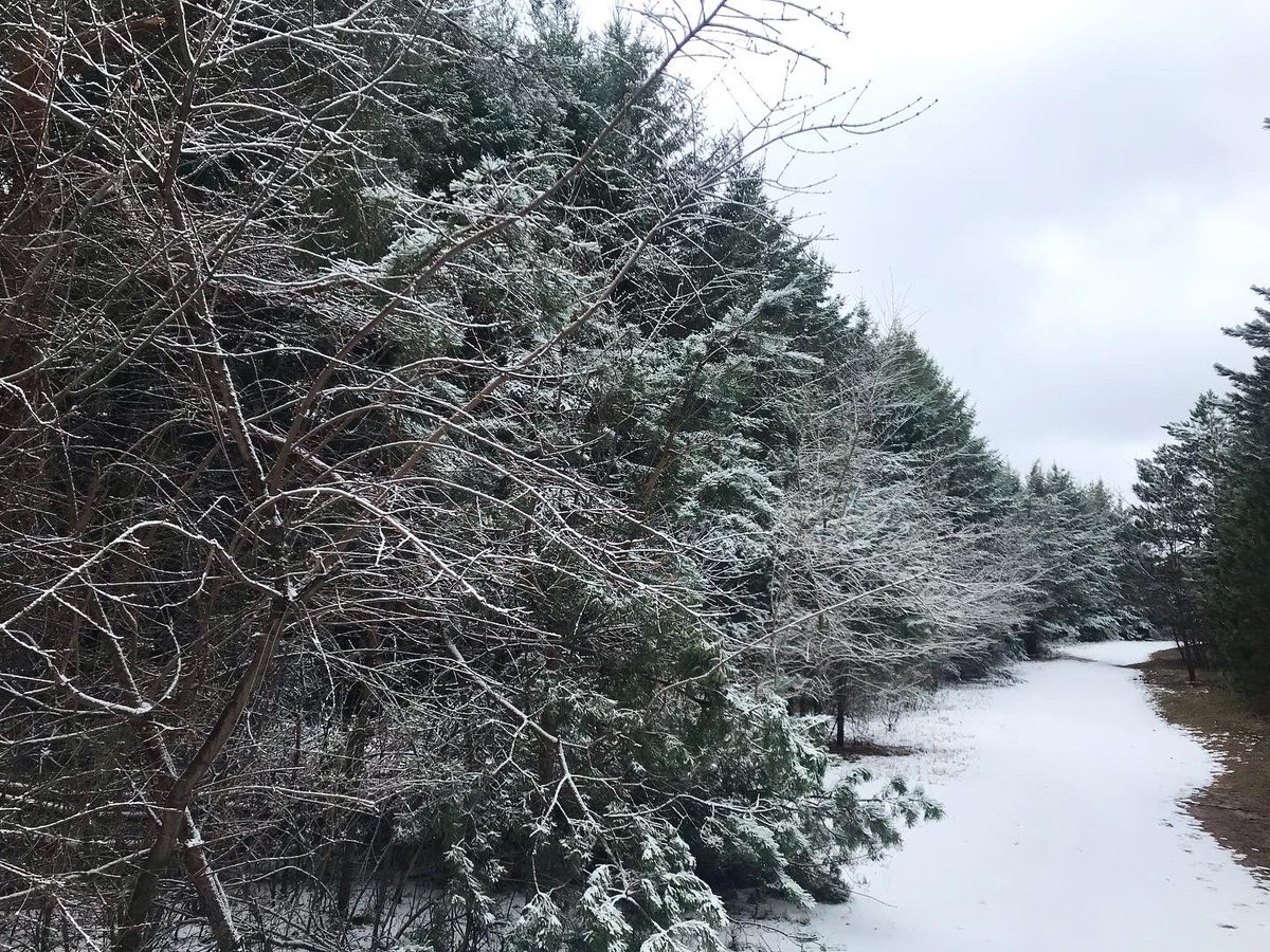 Ignisfox1's tweet image. Kinda feeling bummed about it being 90f three days ago…
Now it’s 32f but feels like mid 20s with the wind
#Minnesota #minnesotalife #mnspring #springtime #dailywalk