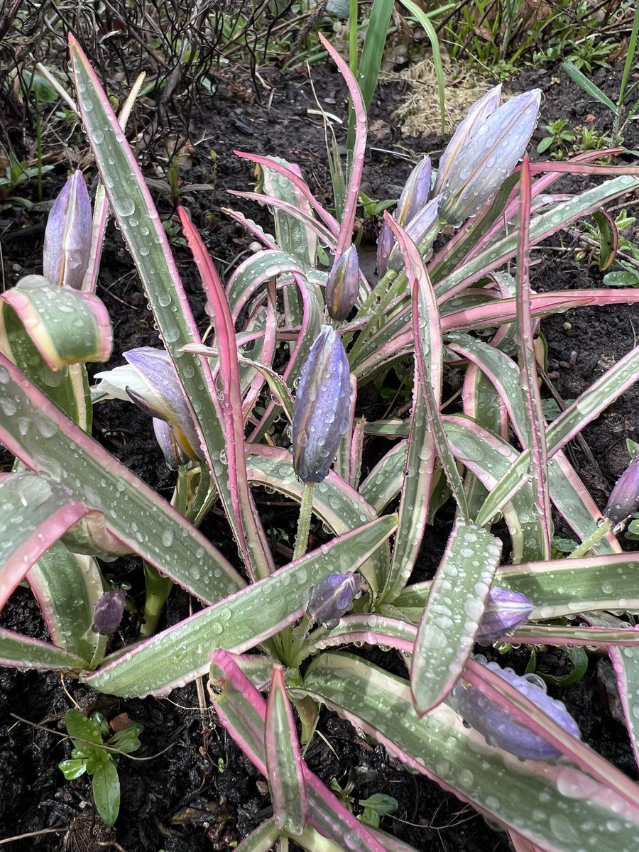 iplantsman's tweet photo. Itโs so vulgar, I just love it. #Tulipa tarda โInteractionโ. A guaranteed interaction with anyone who sees it. #Flowers open and close with the sun. Just love this #pink, #purple, #cream and #green #variegation. Itโs funky. Throw caution to the wind. Enjoy!!! https://t.co/ncPCVjoWEM
