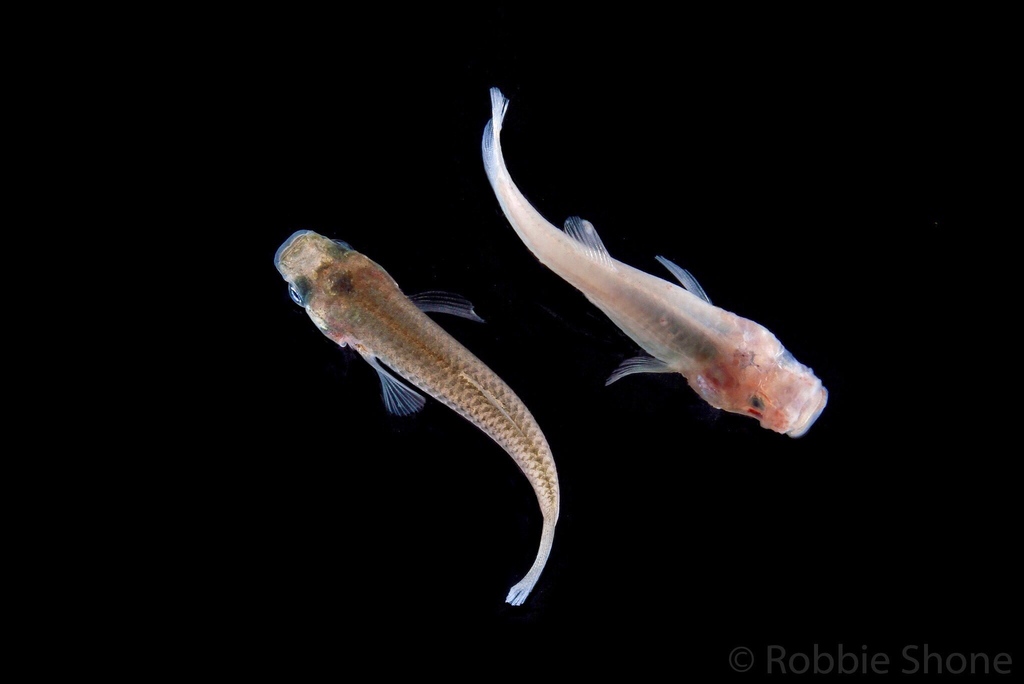 KScienceFest's tweet photo. Have you ever wondered how some organisms live in places that are deadly to most forms of life? Come and meet some K-State scientists from the Extremophile Fishes Lab! They study fish that live in the most impossible places! #KSF2023 #ScienceKS #KScienceFest https://t.co/0ftH4qsQzB