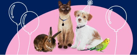 PETCO   
Buy more, save more on dog & cat toys, collars, leashes  & harnesses.  
25% Off For National Pet Day  
2 For $5 Select Dog Toys 
Buy 1, Get 1 50% Off Flea & Tick Solutions  
50% off Aqueon Open-Glass Tanks 
...and much more! https://t.co/Zn6FhccRqa… sponsored https://t.co/cHHGNNsa8z