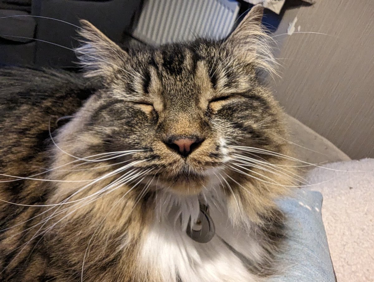 Suuuunnnnddaayyyy ❤️ I couldn't be more relaxed if I tried 😂 #CatsOfTwitter #catoftheday #CatsOnTwitter #catsofinstagram #thatface #relaxing #RELAX_CATS #TABBY #tabbytroop #mainecoon #RescueCats #AdoptDontShop #happyface #chill #sundayvibes