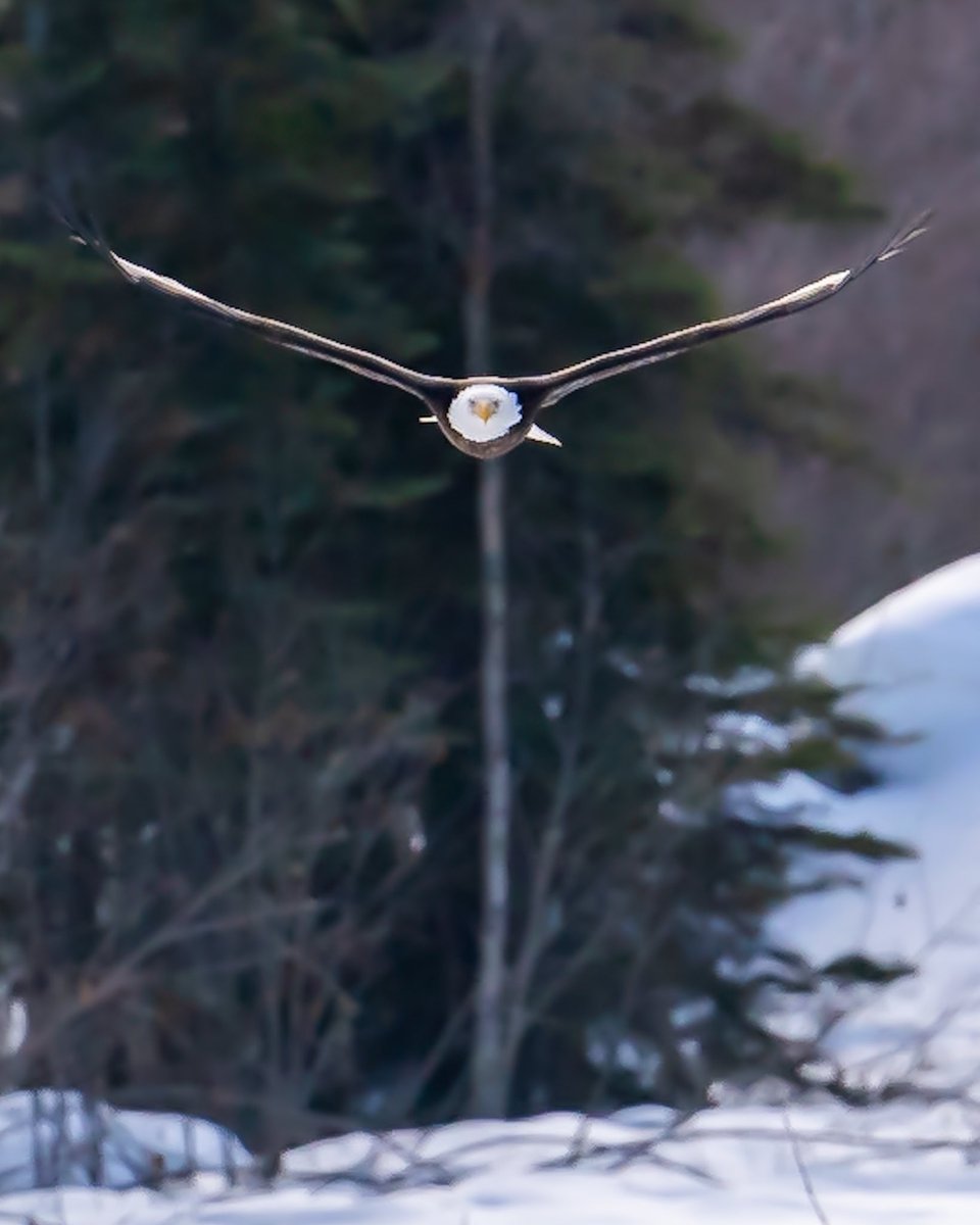 jtc_media349's tweet photo. Incoming 🦅
#alaska #alaskamagazine #wildalaska #alaskaphotography #eagles #baldeagles #yourbestbirds #bird_brilliance #nuts_about_birds #elite_raptors #bird_captures #birdsofprey #natgeowild #yourshotphotographer #photooftheday #shotonsony #sonyalpha #águila #aguila #aguilas https://t.co/D7sJZH9QKK