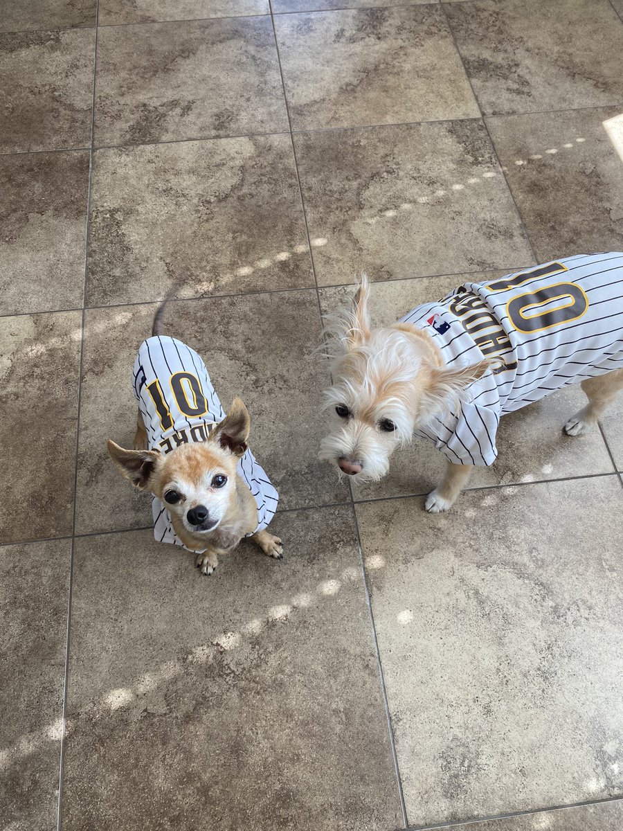 MollyCook4's tweet image. #padrespets