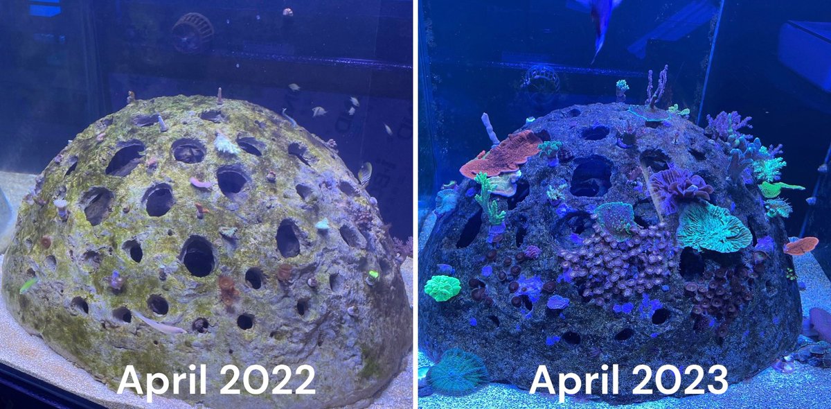 FutureOceansFdn's tweet photo. @SteveBackshall @BBCOne When you’re next on the south coast, come to see us at @TheCoralCentre and see the Coralpod, in our research aquarium. 
Last week, we put a minipod into a school near Salisbury. 
#ourchangingplanet #reefresteration https://t.co/bL7d9GphYT