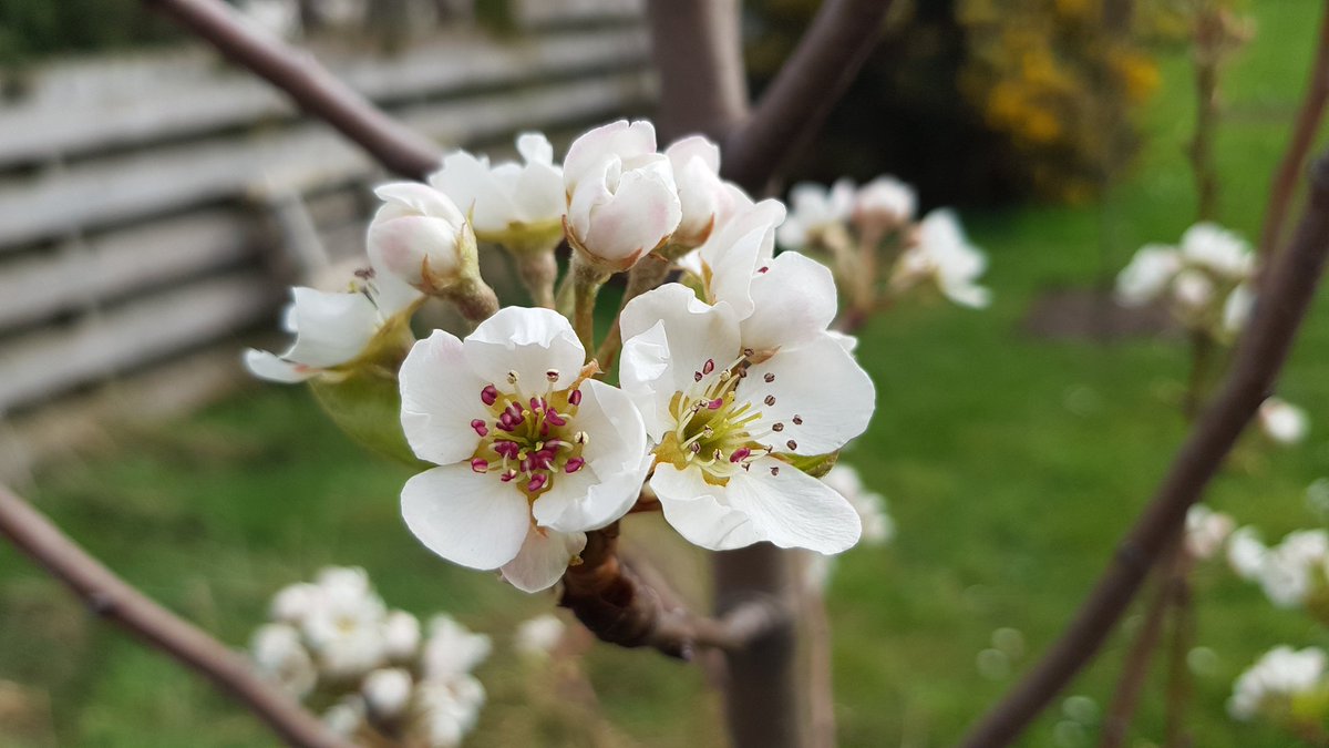 Very excited to see the pear trees in our newly planted orchard coming into blossom. Even more excited to see this little hoverfly enjoying it too! Can anyone help me with id please? @FalconerWild @joaniemac17 @Buzz_dont_tweet @EdinburghNats
#EastLothianWildlife #wildlifegarden