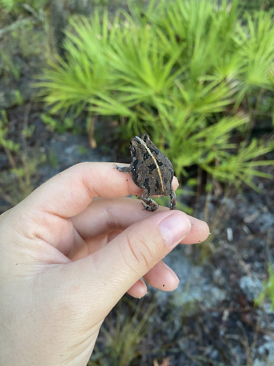 sienna 🦎✨ tweet media