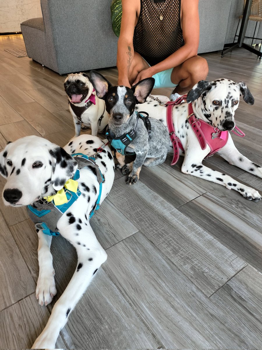omaryn9's tweet photo. #Luna #Maylo #Kayser #Beyle #dogfamily #recienbañados #esteticacanina https://t.co/cIz8kAHkAi