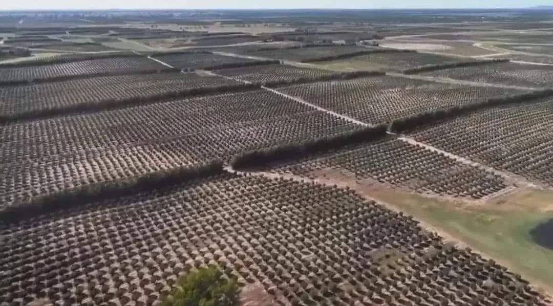 Ferrero Avustralya’ya da 1 buçuk milyon fındık ağacı dikti.