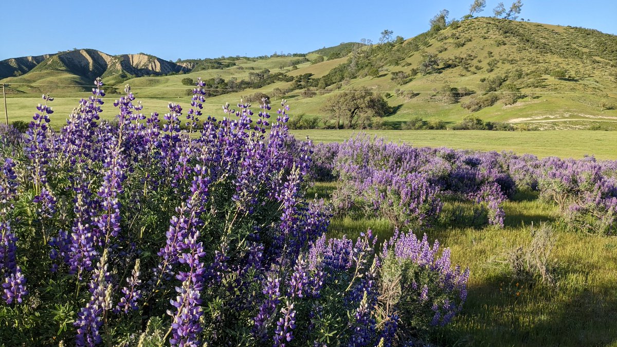 Highway 25 scenes and wildflowers south of Hollister, California yesterday
#CAwx #SanBenitoCounty