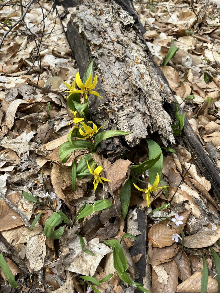 Catherine Pfister tweet media