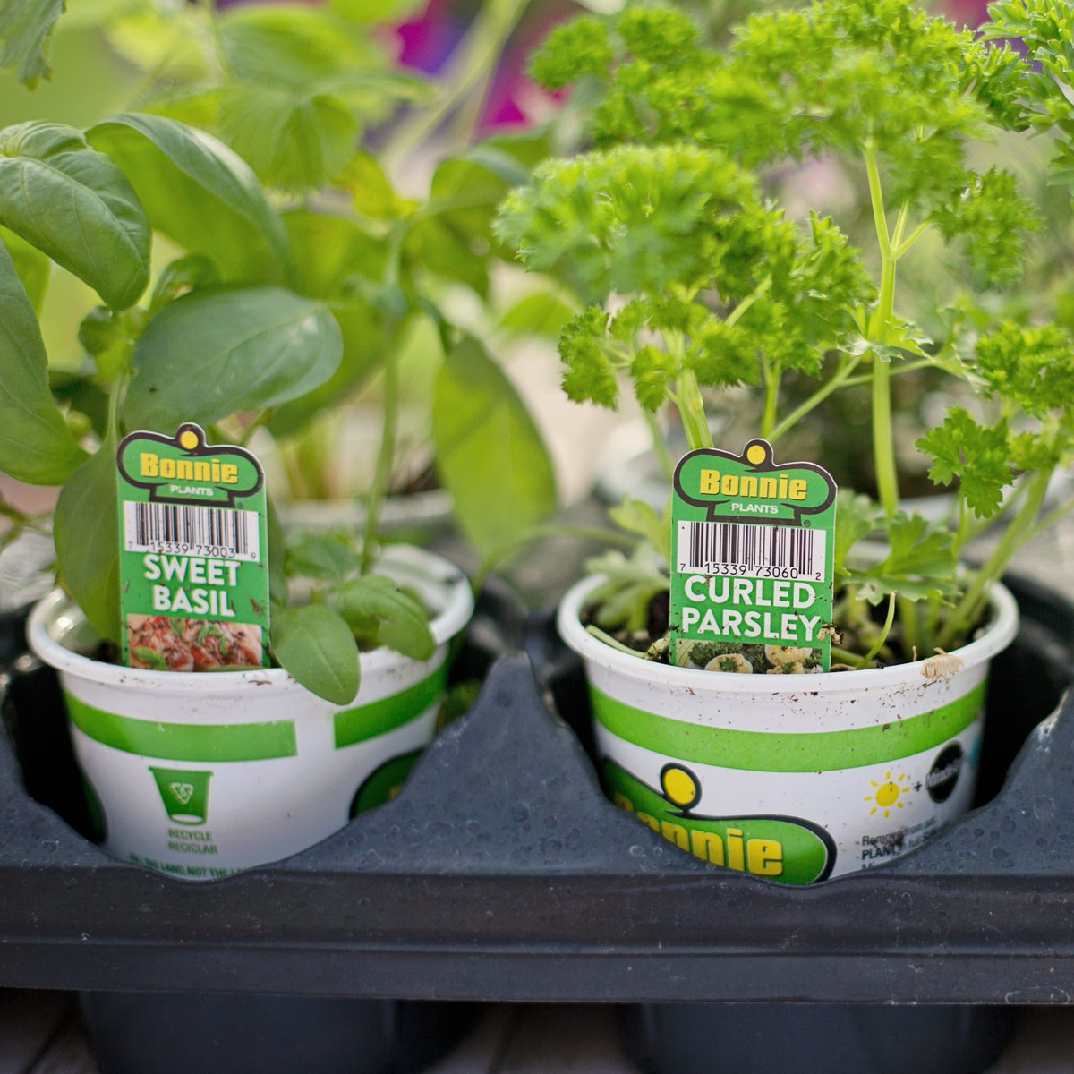 yardenercom's tweet photo. 🚨Garden Tip of the Day
LABEL YOUR PLANTS! To help you keep track of which baby plant is which, make sure to label your freshly planted seeds! One fun way is to paint the name on a rock!
#GrowThis #gardening #growathome #gardeningtips https://t.co/VMsnH3gBA3